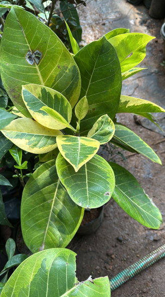 Varigated Banyan Tree Bonsai Live Plant