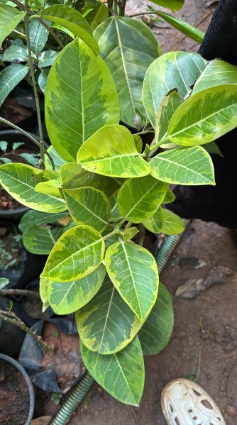 Varigated Banyan Tree Bonsai Live Plant