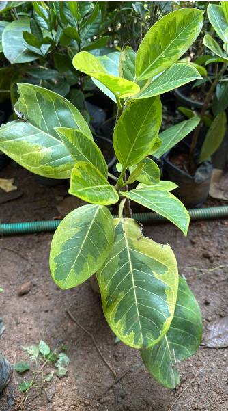 Varigated Banyan Tree Bonsai Live Plant
