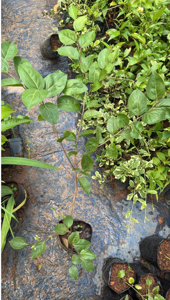 Sweet lubi (flacourtia jangomas) Live Plant