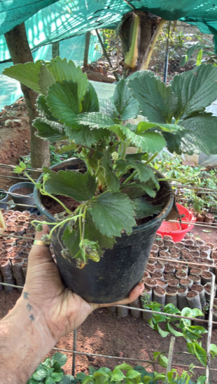 Strawberry Live Plant