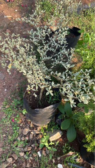 Terminalia Mantaly Variegated (Madagascar Almond) Ornamental Live Plant