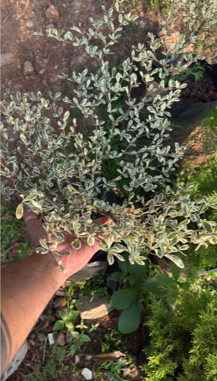 Terminalia Mantaly Variegated (Madagascar Almond) Ornamental Live Plant