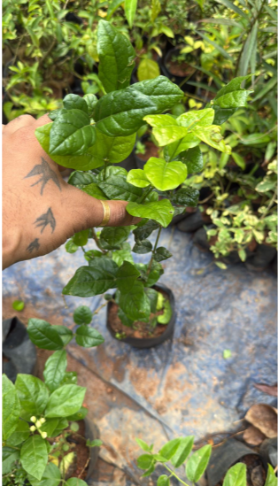 Jasmine Multi Petal Highly Fragrant All Time Flowering Rare Live Plant