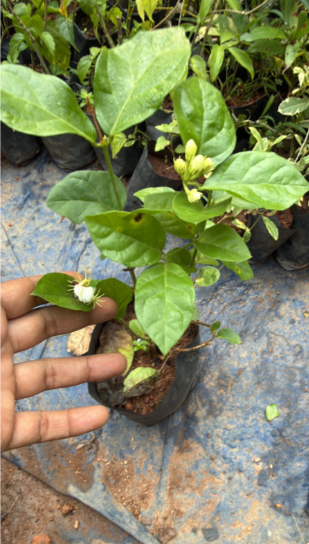 Jasmine Multi Petal Highly Fragrant All Time Flowering Rare Live Plant