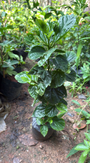 Hibiscus White Hybrid - Flowering Plant