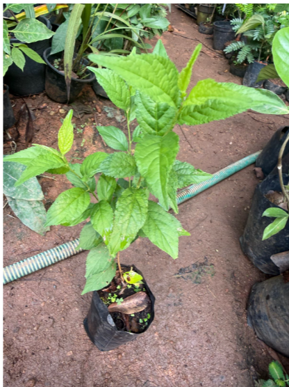 Cherry Blossom (Prunus serrulata) Rare Live Plant