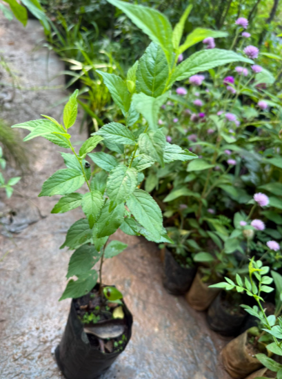 Cherry Blossom (Prunus serrulata) Rare Live Plant