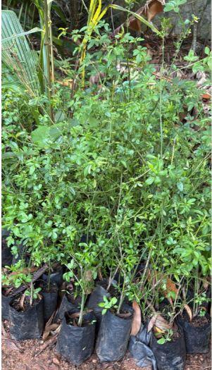 Yellow Jasmine Fragrant Rare Flowering Creeper Live Plant