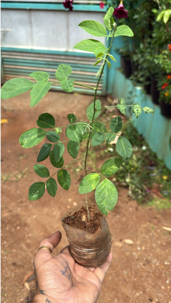 Thailand Clitoria (Butterfly Pea) Rare Flowering Live Plant