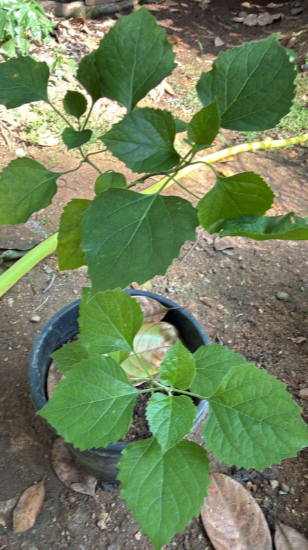 Clerodendrum Fragrans All Time Flowering Live Plant