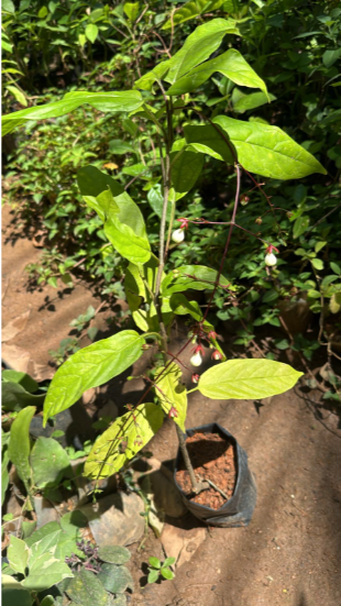 Chains of Glory Flowering Live Plant