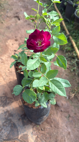 Purple Paneer Rose – Rare, Fragrant Rose Live plant.