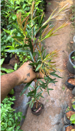 White Bottle Brush (Callistemon) All Time Flowering Live Plant