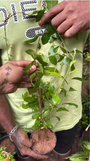 Curtain Creeper (Tarlmounia elliptica) Ornamental Live Plant