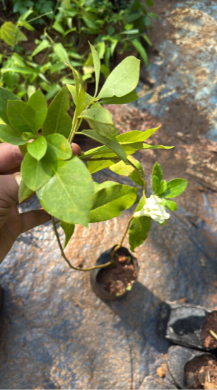 Lady of the Night (Brunfelsia americana) Flowering Live Plant