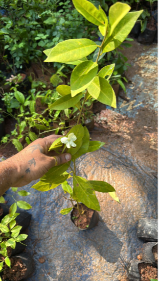 Lady of the Night (Brunfelsia americana) Flowering Live Plant