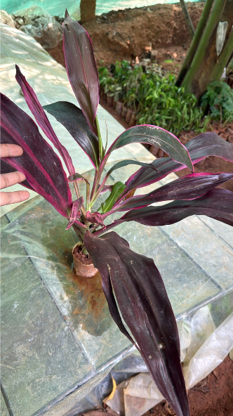 Dracaena Red (Madagascar Dragon Tree) Indoor / Outdoor Live Plant