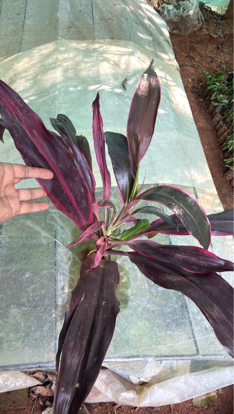 Dracaena Red (Madagascar Dragon Tree) Indoor / Outdoor Live Plant
