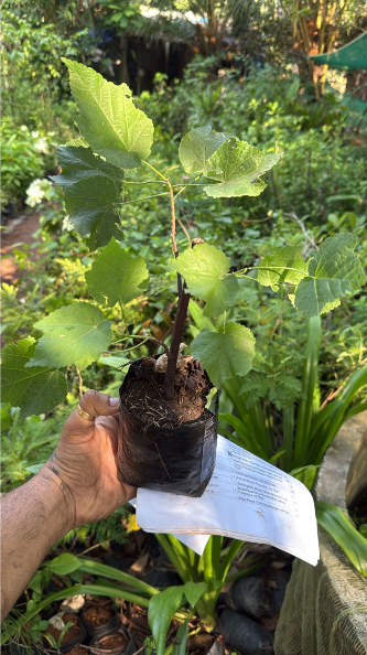 Dombeya Dropping Pink (Dombeya wallichii) Rare Flowering Live Plant