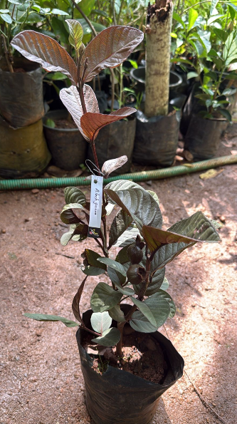 Black Guava Live Plant (Psidium Guajava)