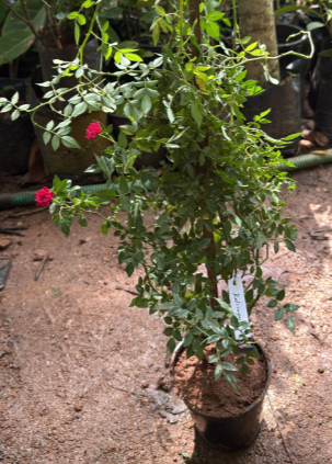 Red Creeper/Climber Rose Live Plant