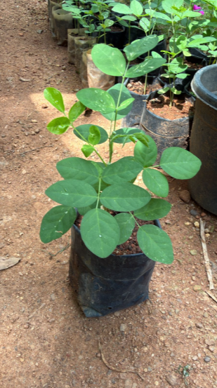 Thailand Clitoria (Butterfly Pea) Rare Flowering Live Plant