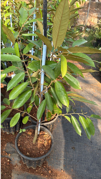 Durian Fruit Live Plant