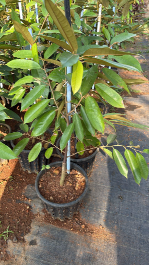 Durian Fruit Live Plant