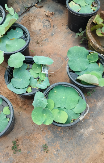 Drop Blood Red Lotus live plant