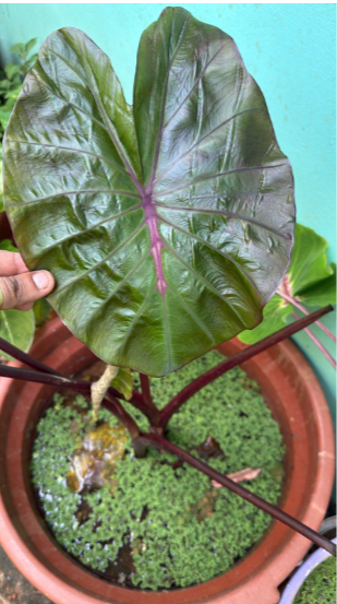 Colocasia Secret Plant – Rare Ornamental Plant