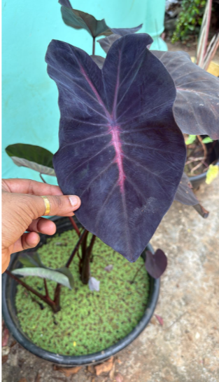 Colocasia ‘Violet Fantasy’ Live Plant