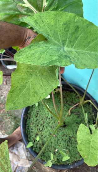 Colocasia ‘Paraiso’ Rare  Live Plant