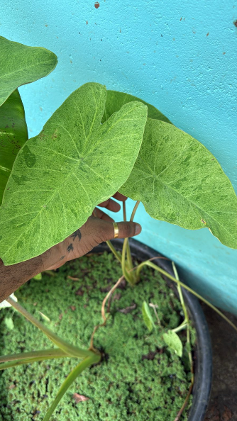 Colocasia ‘Paraiso’ Rare  Live Plant