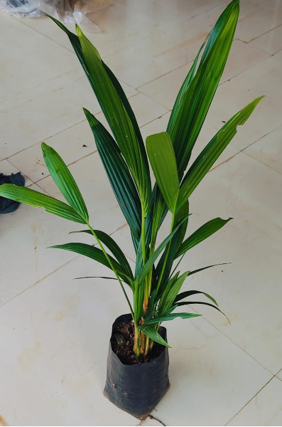 Red Palm (Cyrtostachys renda) Ornamental Live Plant