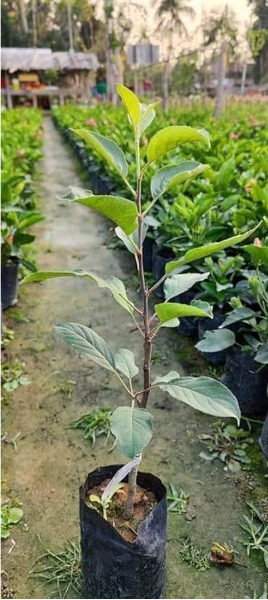 Apple Harman 99Tropical Grafted Fruit Plant