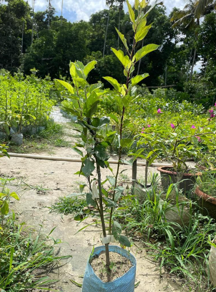 Apple Harman 99Tropical Grafted Fruit Plant