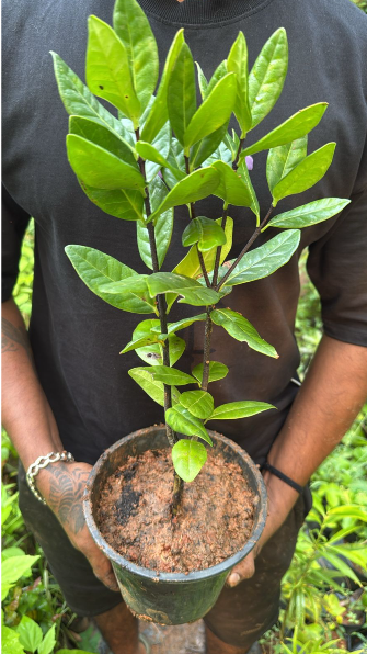Magnolia grandiflora Maroon (Bull Bay) Rare Flowering Live Plant