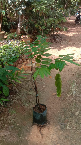 Pride of Burma (Amherstia Nobilis) Simsapa Layered Live Plant