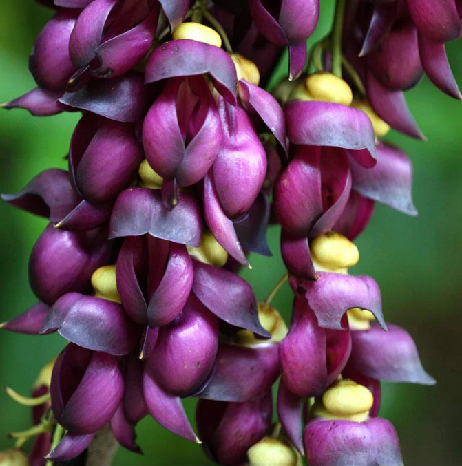 Purple Jade Vine  & Nema/Blue Jade Vine  & Red Jade Vine Combo Live Plants