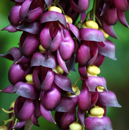 Purple Jade Vine  & Nema/Blue Jade Vine  & Red Jade Vine Combo Live Plants
