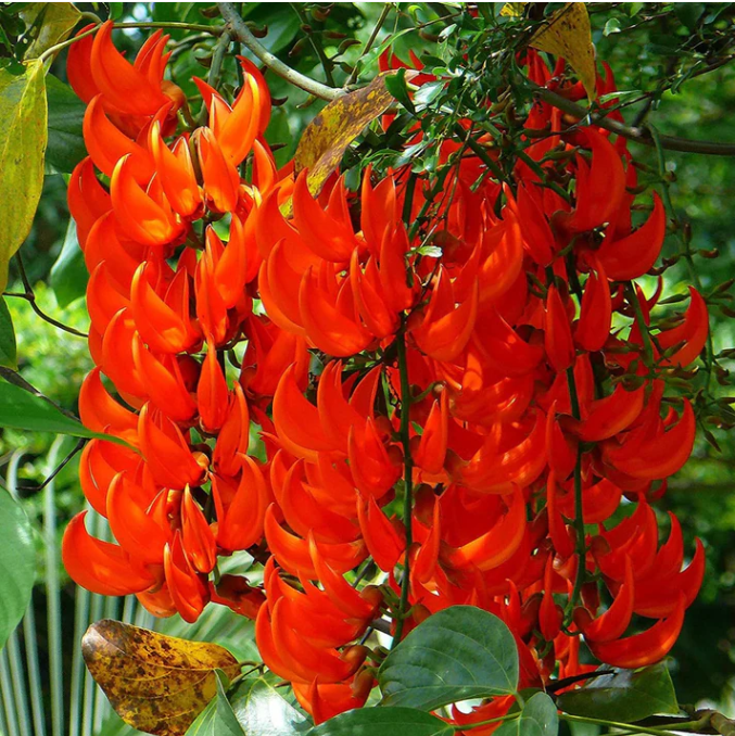 Purple Jade Vine  & Nema/Blue Jade Vine  & Red Jade Vine Combo Live Plants
