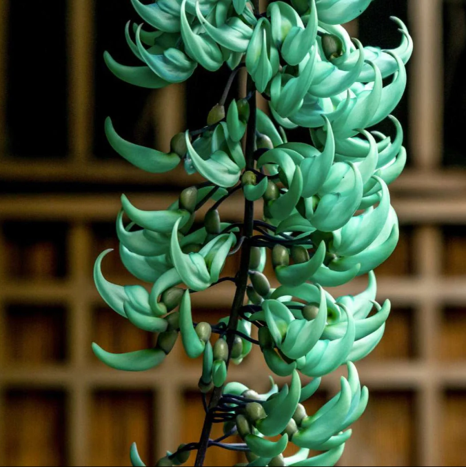 Purple Jade Vine  & Nema/Blue Jade Vine  & Red Jade Vine Combo Live Plants