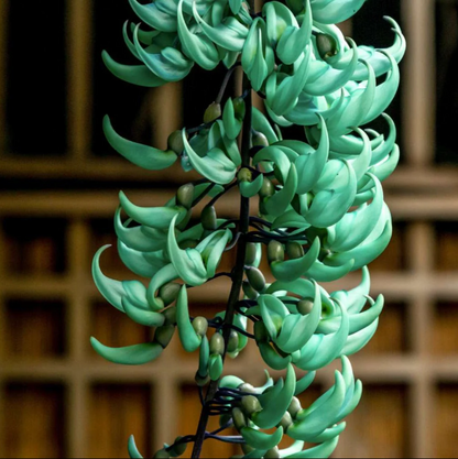 Purple Jade Vine  & Nema/Blue Jade Vine  & Red Jade Vine Combo Live Plants