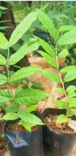Wrightia Tinctoria Fragrant Flowering Live Plant