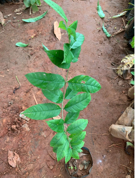 Wrightia Tinctoria Fragrant Flowering Live Plant