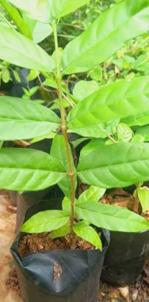 Wrightia Tinctoria Fragrant Flowering Live Plant