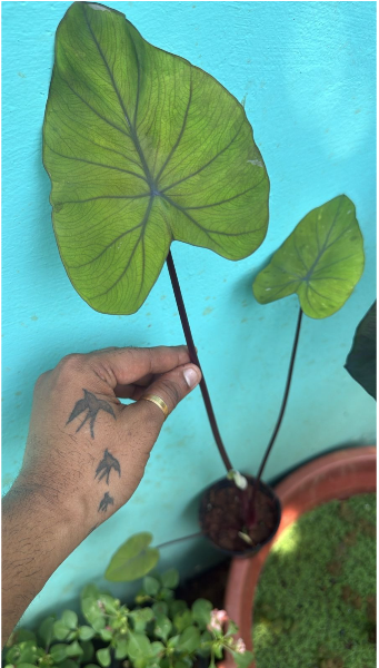 Colocasia Canary  Live Plant