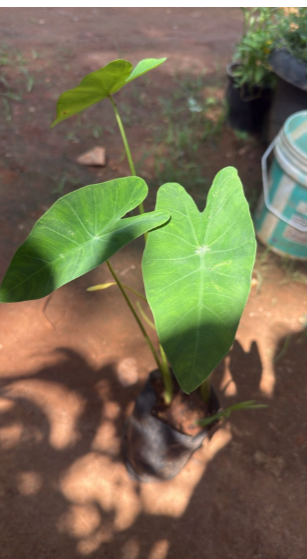 Colocasia esculenta Live Plant