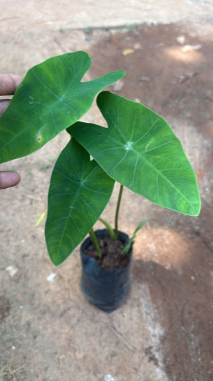 Colocasia esculenta Live Plant